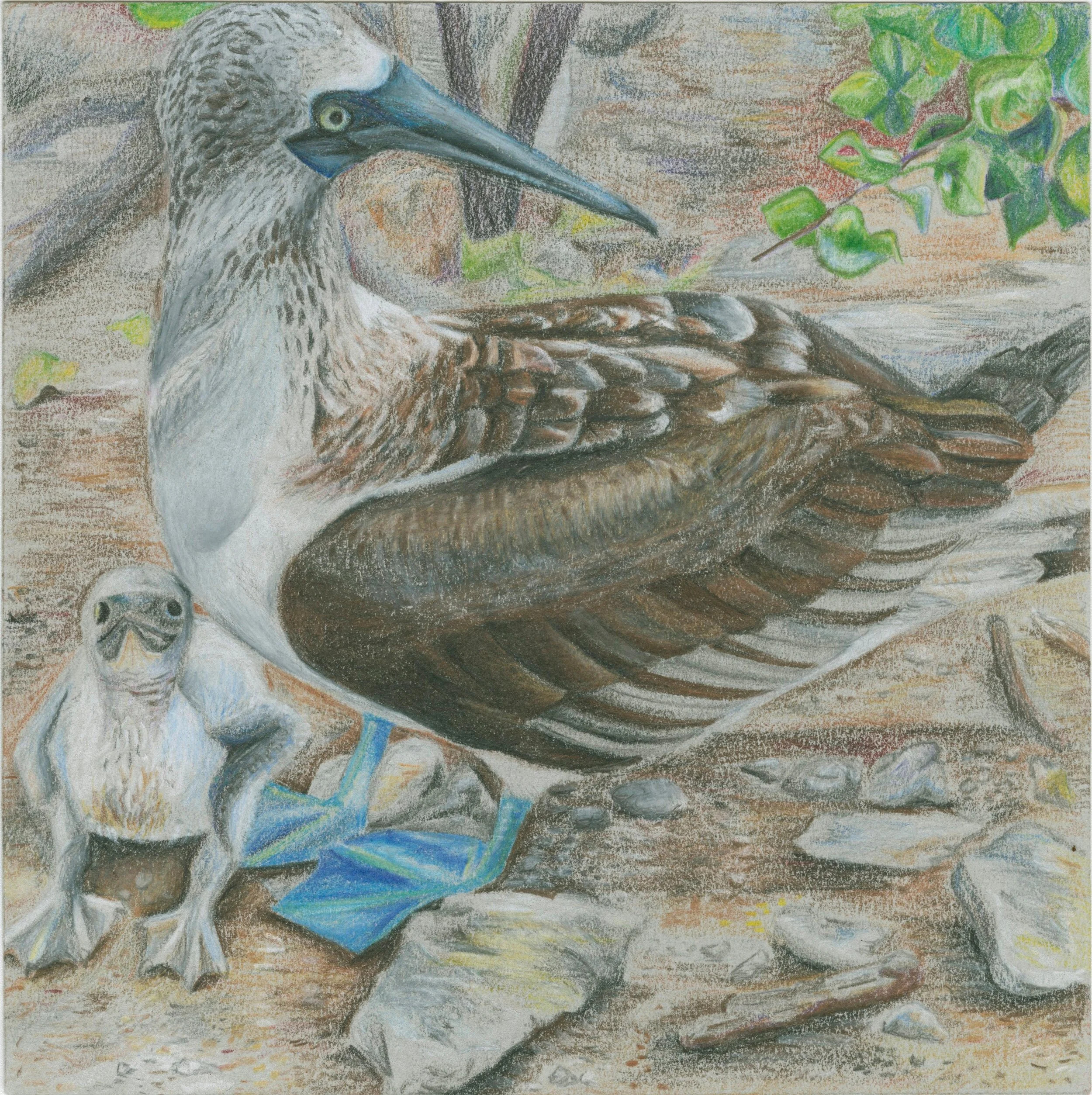 Blue-Footed Booby Stage I